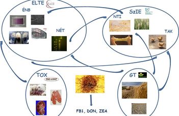 A gabona Fusarium fertőzöttségét befolyásoló hatások feltárása, a fertőzött táplálék és takarmány egészségügyi, idegrendszeri hatásainak és kockázatcsökkentés lehetőségeinek tanulmányozása